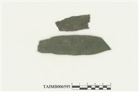 藏品(角瓣疣鱗蘚)的圖片